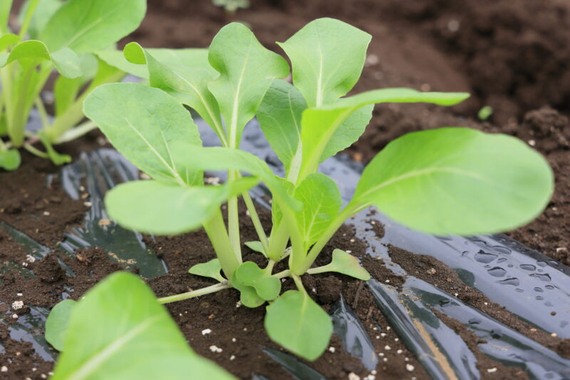 成長中のパクチョイ