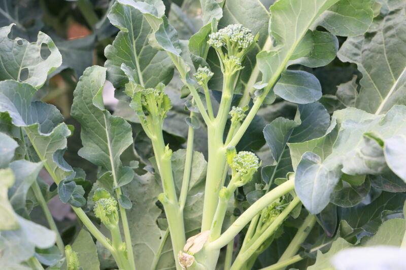 スティックセニョール