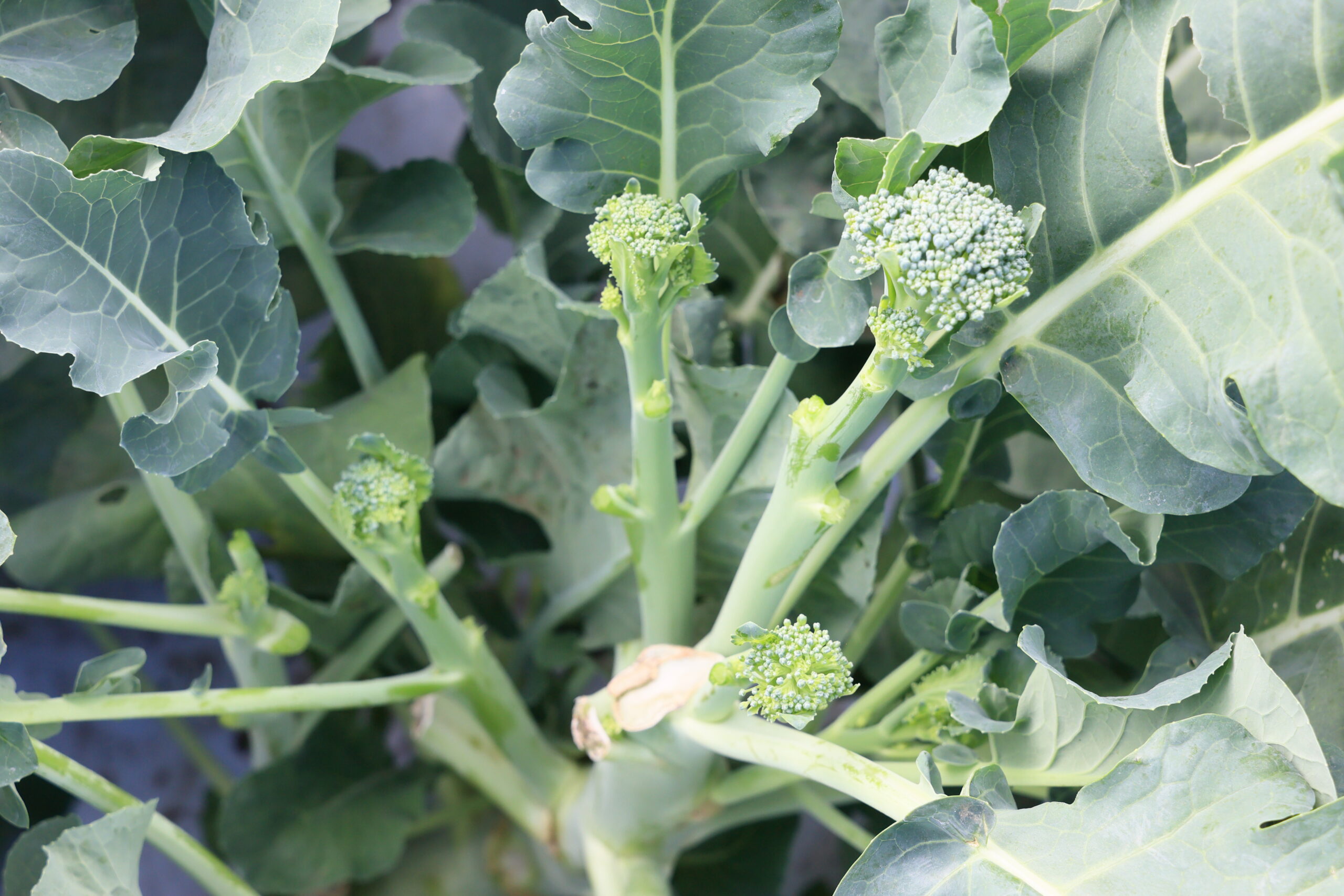 スティックセニョールは長期間にわたって繰り返し収穫できる