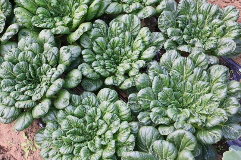 収穫適期のターサイ