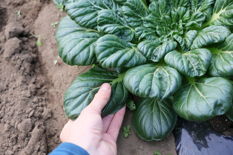 ターサイは葉を一枚ずつ収穫することも可