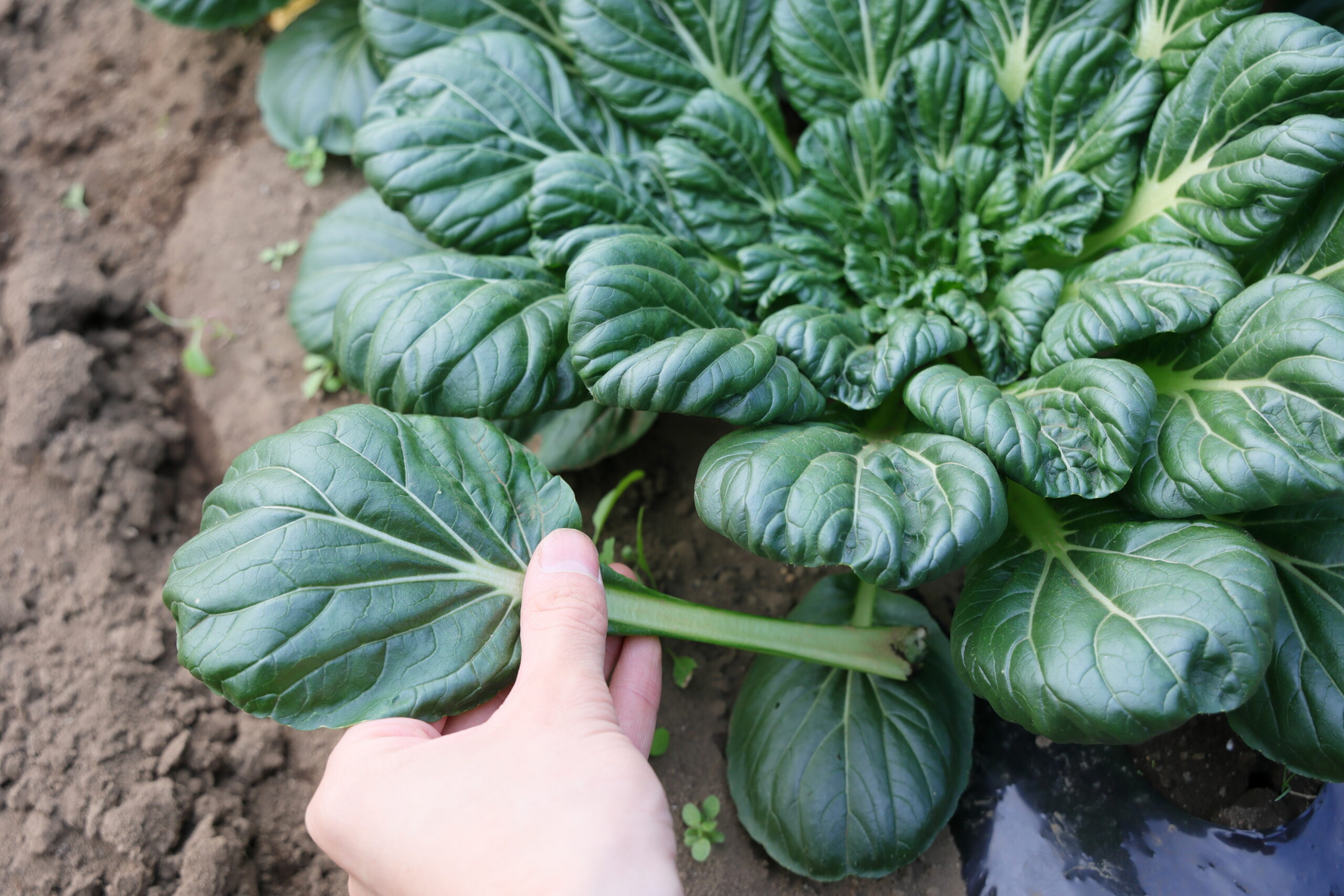 ターサイは葉を一枚ずつ摘み取って長く収穫できる