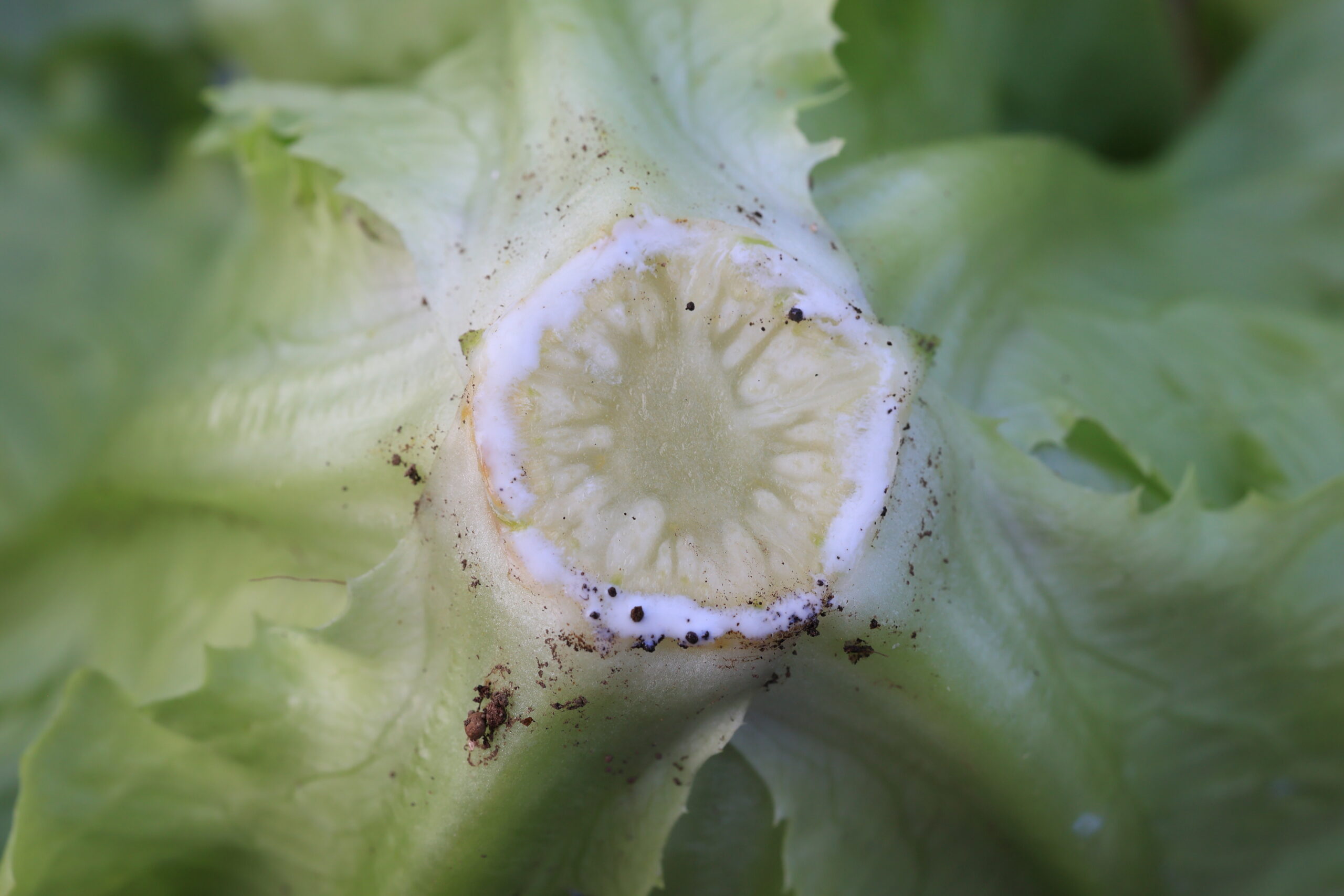 切り口から出てくる白い液体は、すぐにふき取る