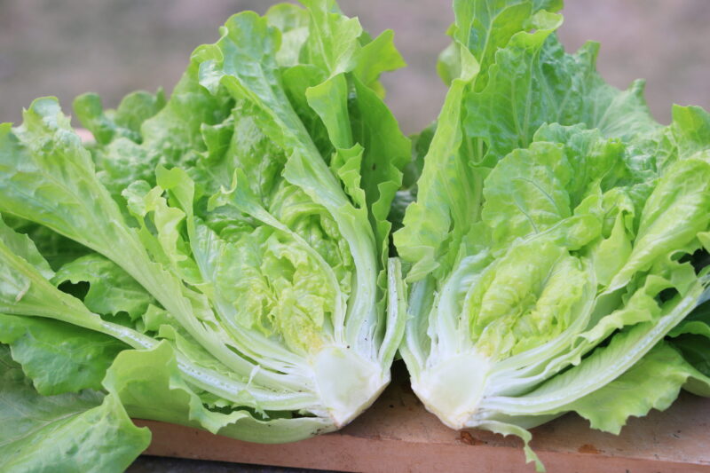 外葉はリーフレタス、内側は結球レタスに似てる