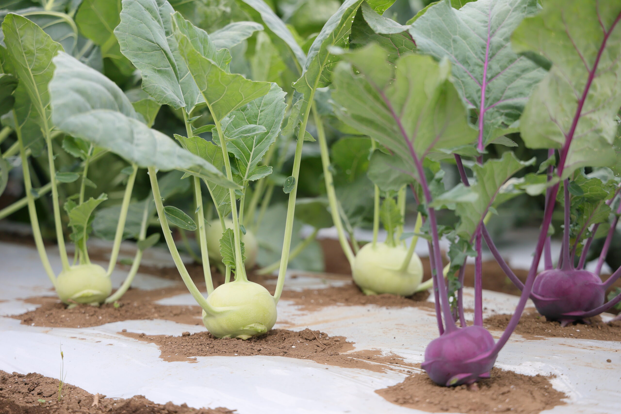 コールラビは見た目が可愛く育てるのが楽しい