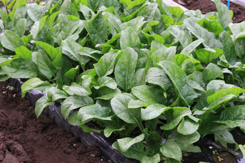 収穫適期のミラージュ