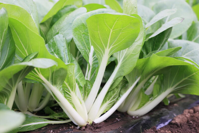 収穫適期のパクチョイ