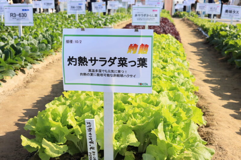 灼熱サラダ菜っぱ