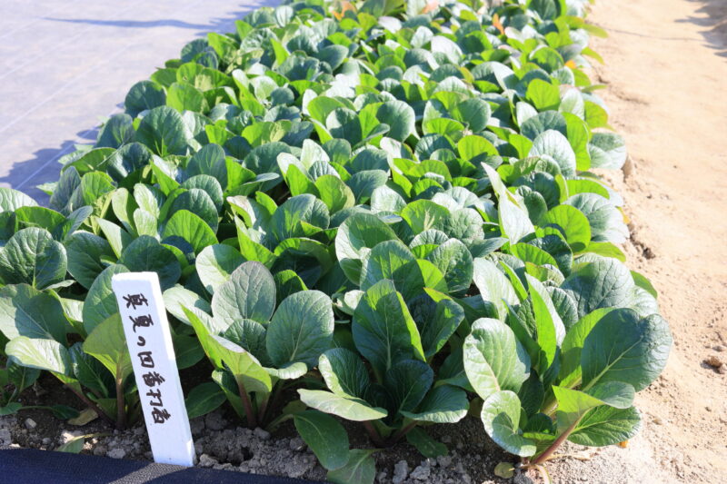 真夏の四番打者