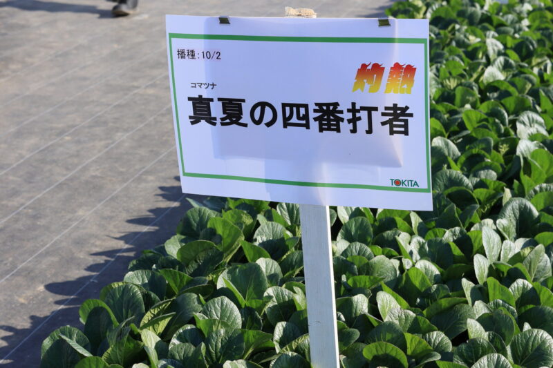 真夏の四番打者