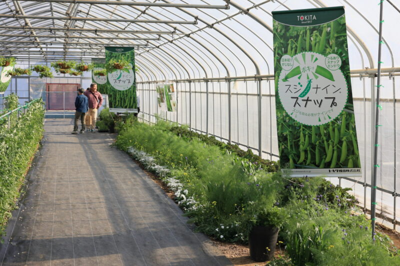 スジナインスナップ