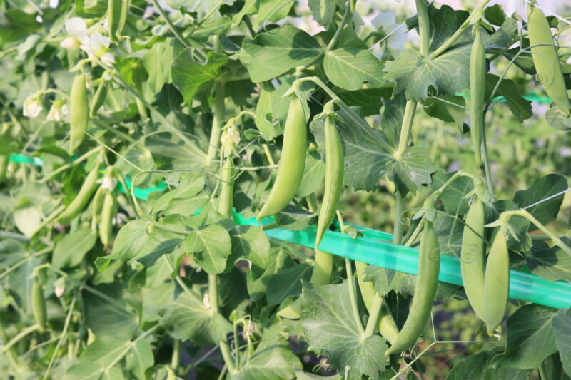 スジナインスナップ