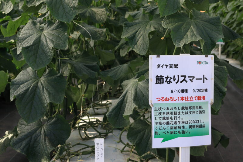 節成りスマート