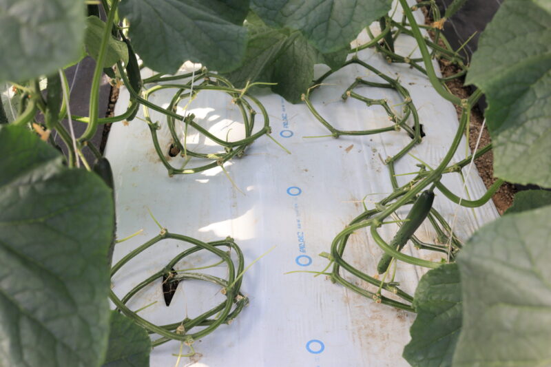 節成りスマートのつるおろし