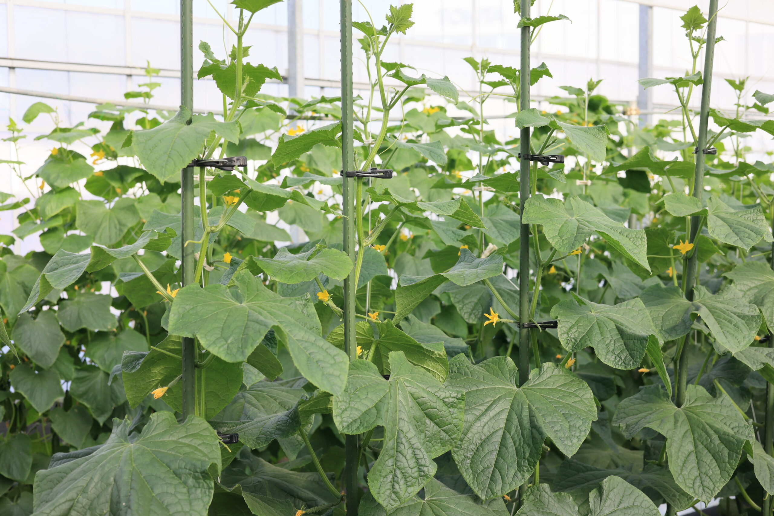 節成りスマートは支柱でも栽培可