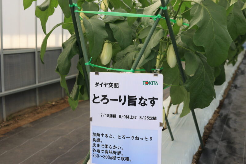 とろ～り旨なす