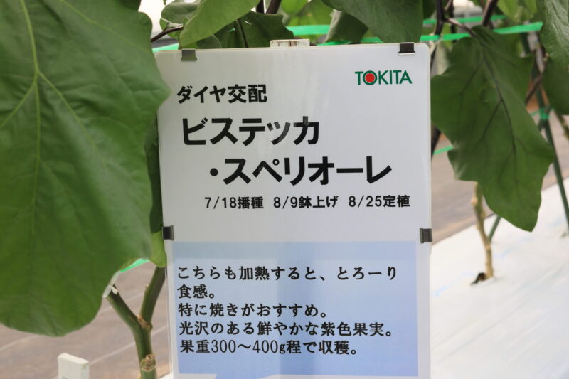 ビステッカ・スペリオーレ