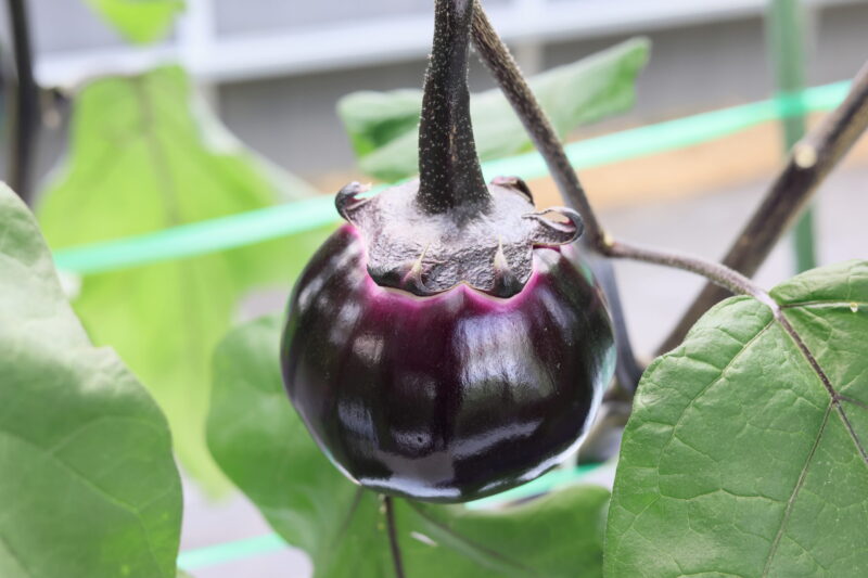 ビステッカ・スペリオーレ