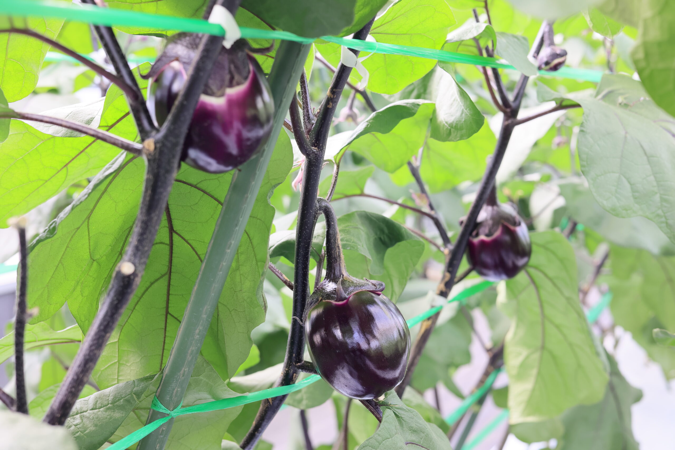 ビステッカ・スペリオーレ