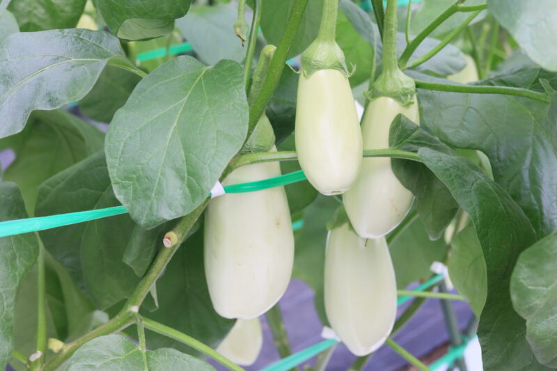 とろ～り旨なす