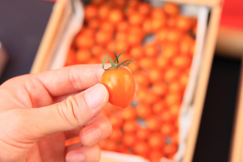 トマトベリーオレンジの試食
