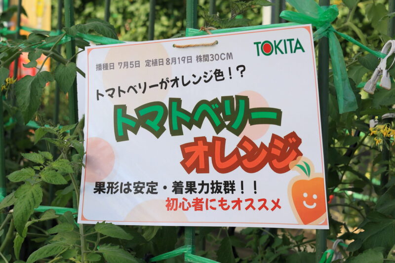トマトベリーオレンジ
