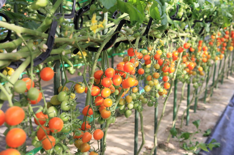 トマトベリーオレンジ