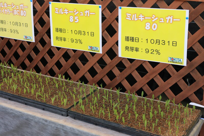 ミルキーシュガー