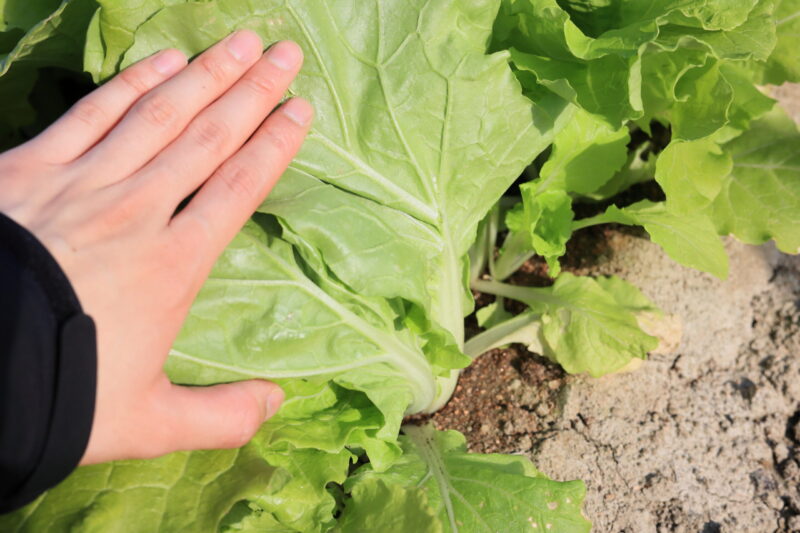灼熱サラダ菜っぱ