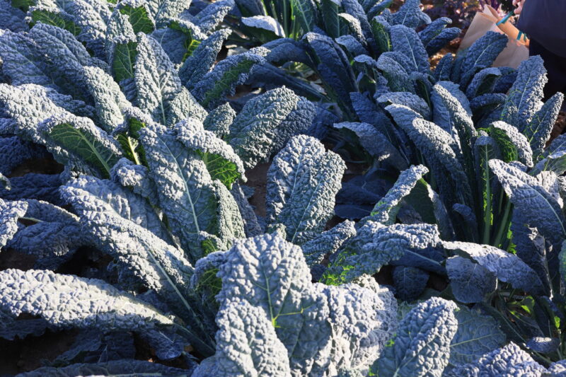 カーボロネロ・フォルツァ