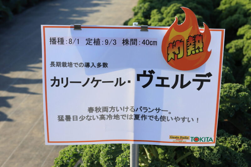 カリーノケール