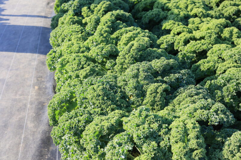 カリーノケール