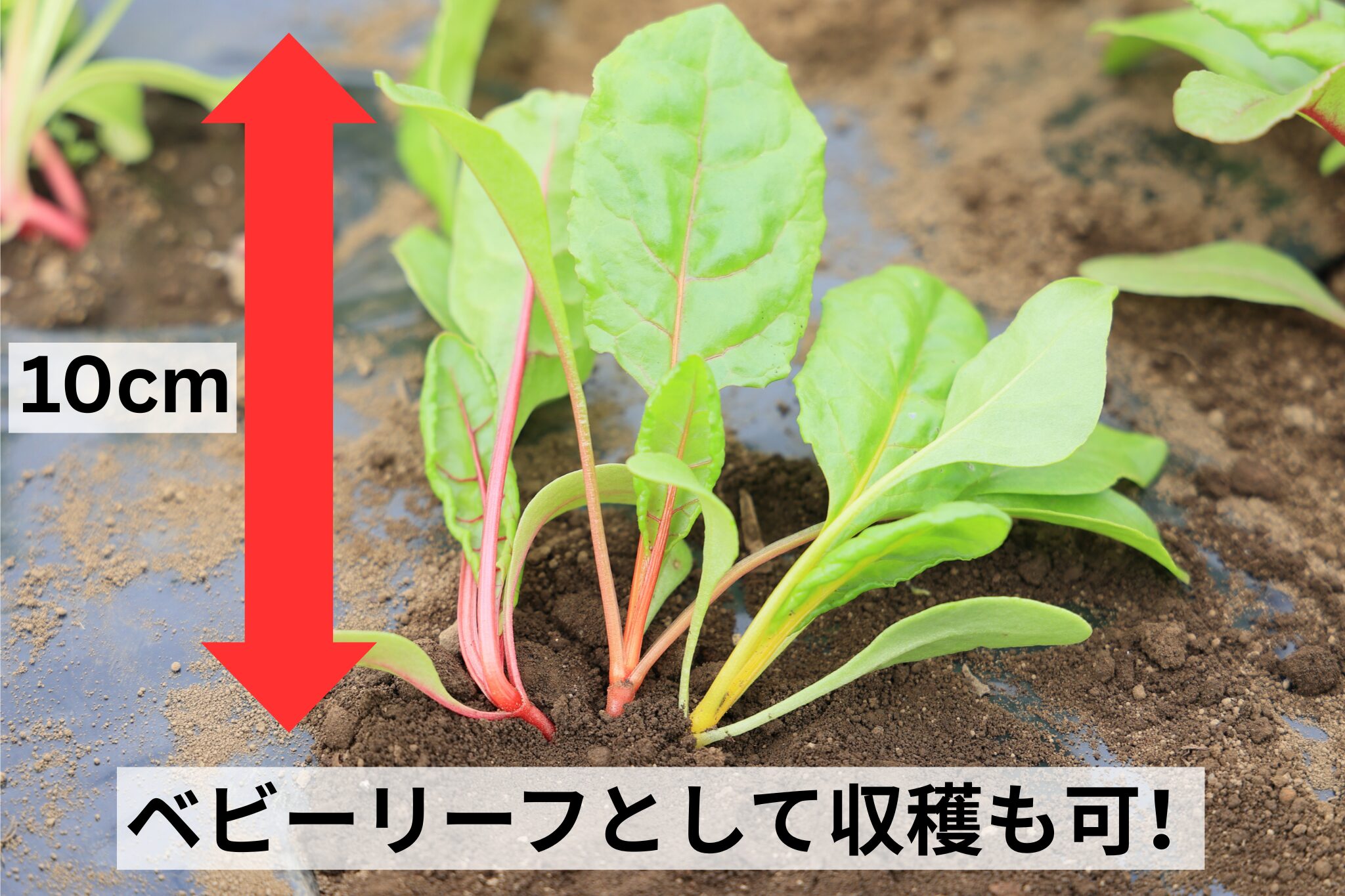 スイスチャードは高さ10cmほどで収穫するとベビーリーフとして楽しめる