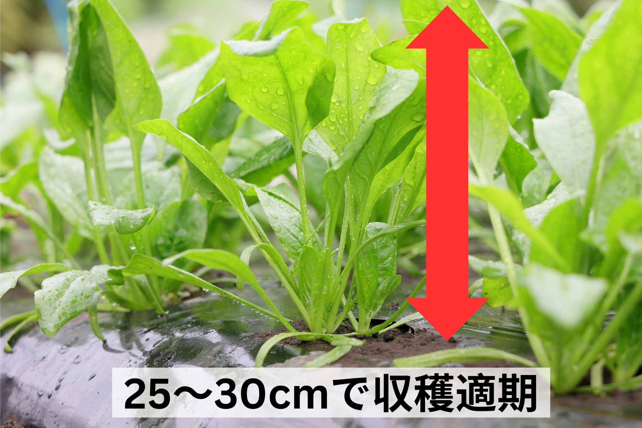 高さ25～30cmで収穫適期