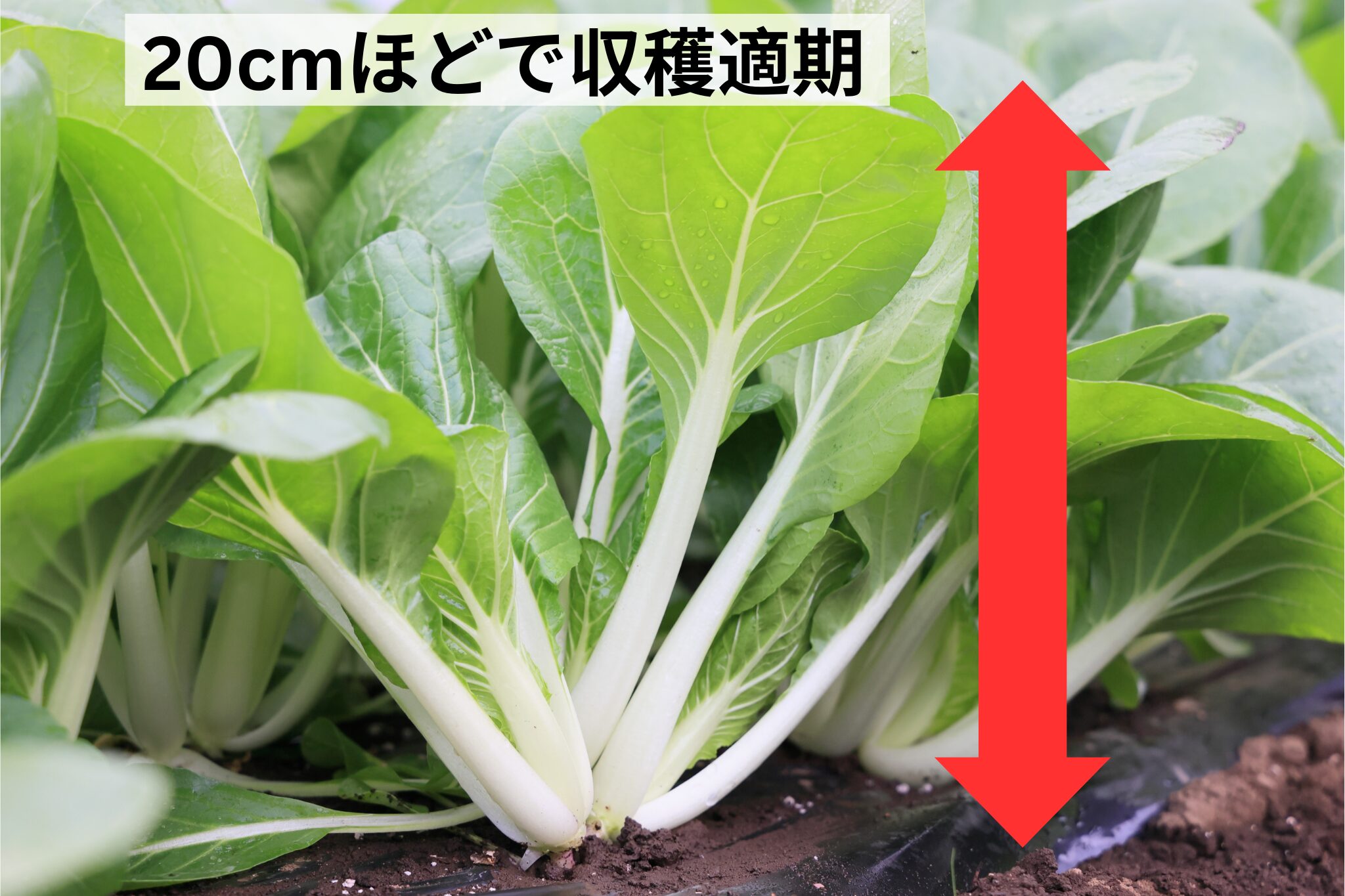 パクチョイは高さ20cmになったら収穫適期