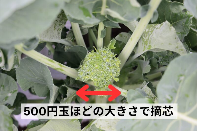 500円玉ほどの大きさで摘芯