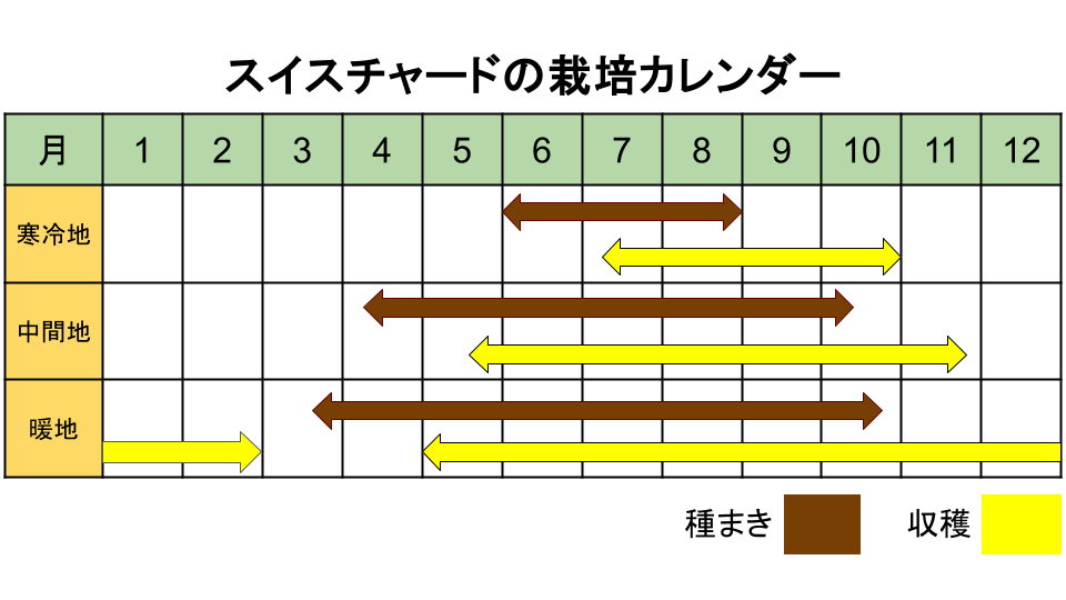 スイスチャードの栽培カレンダー