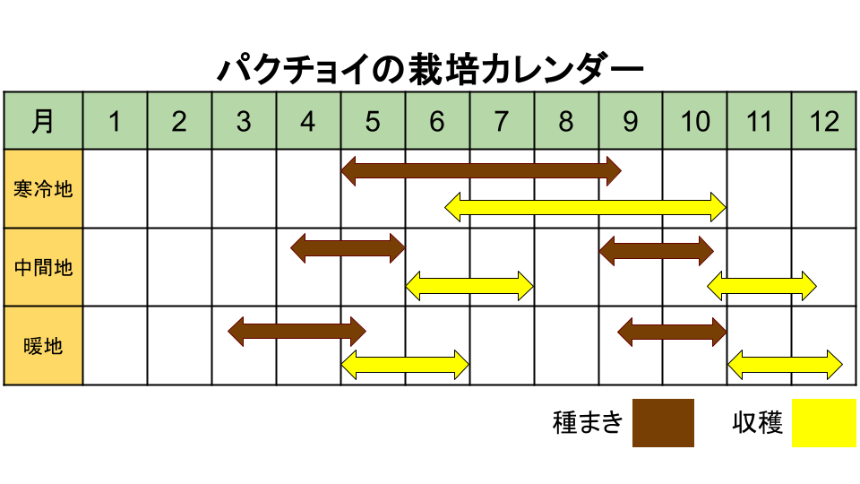 パクチョイの栽培カレンダー