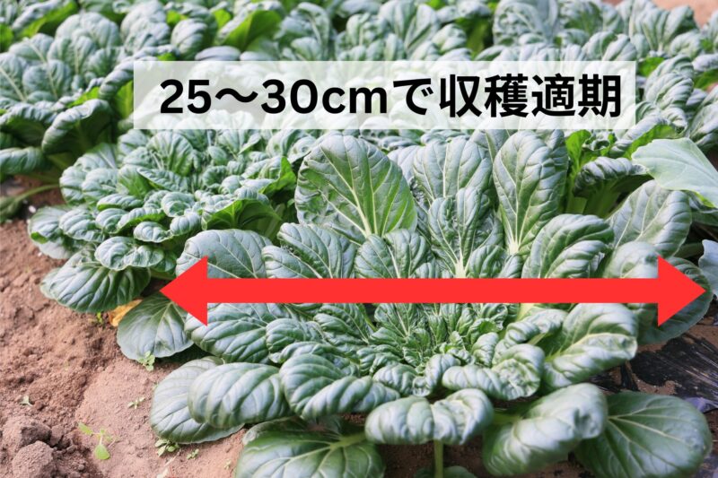 直径25～30cmで収穫適期