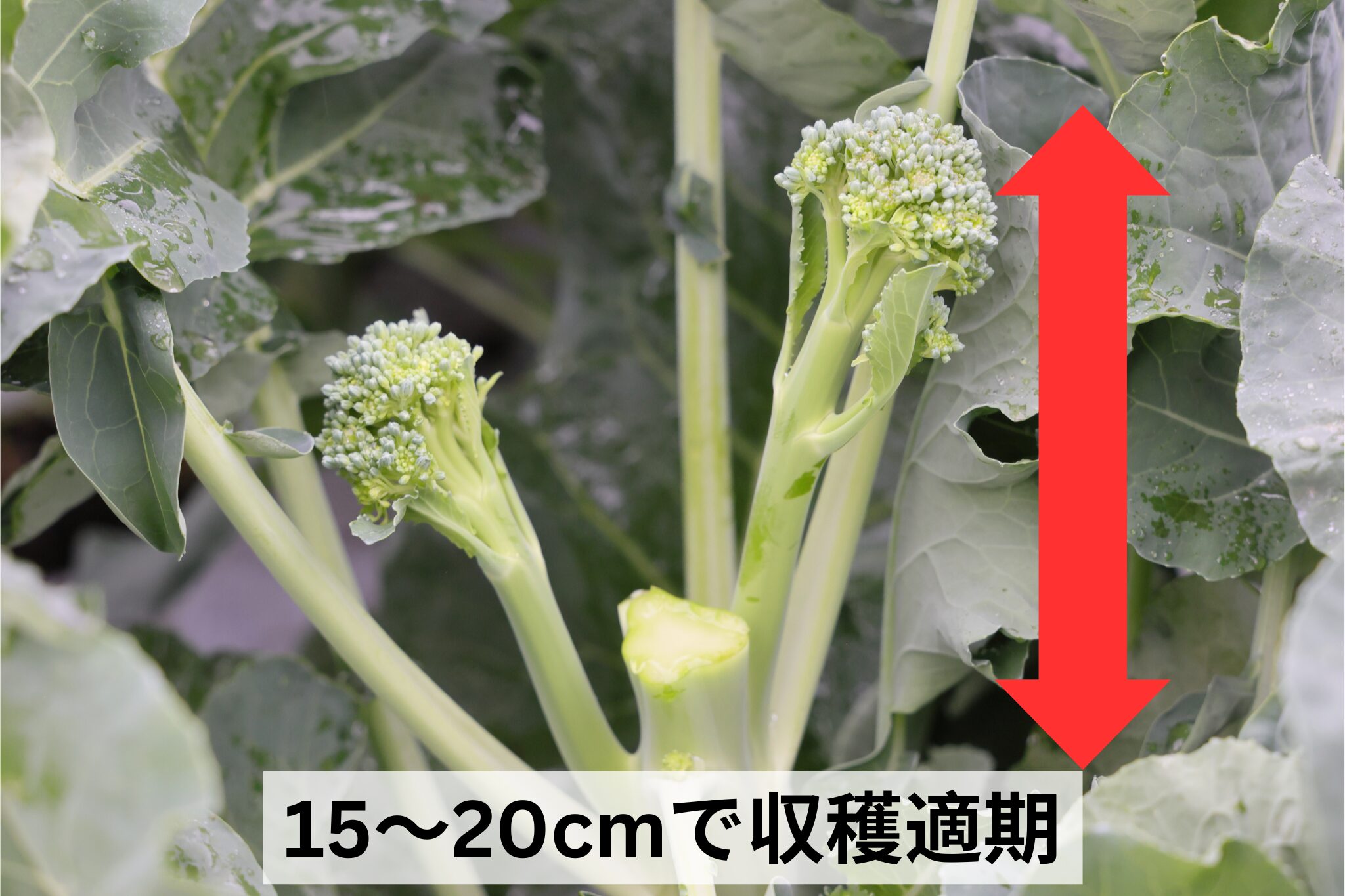 わき芽が長さ15～20cmになったら収穫適期