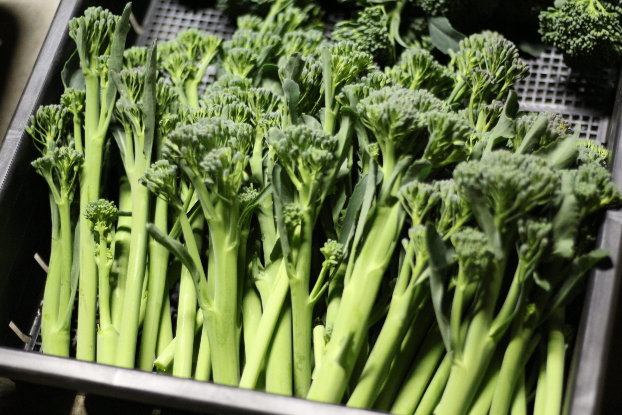 スティックセニョールは”茎”が美味しい茎ブロッコリー