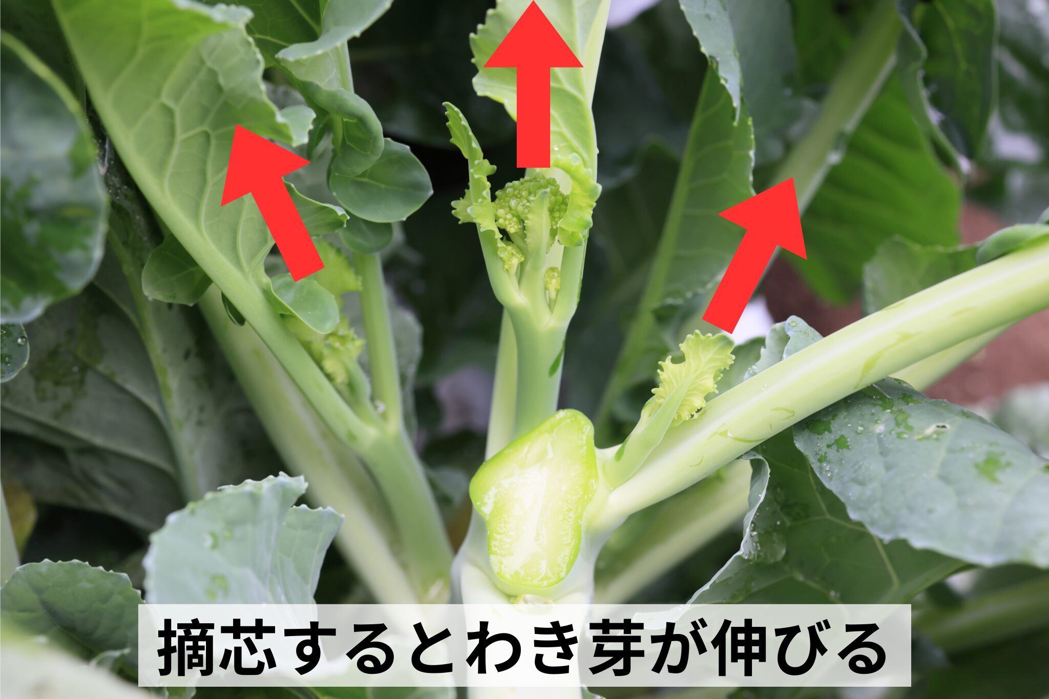 摘芯するとわき芽が伸びる