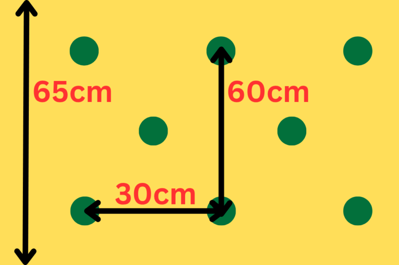 美味タスの栽培スペース