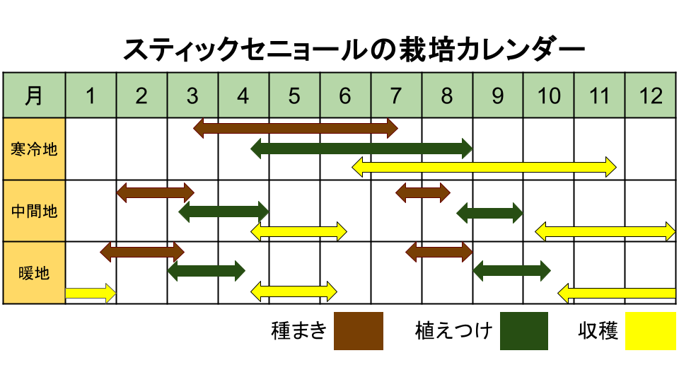 スティックセニョールの栽培カレンダー