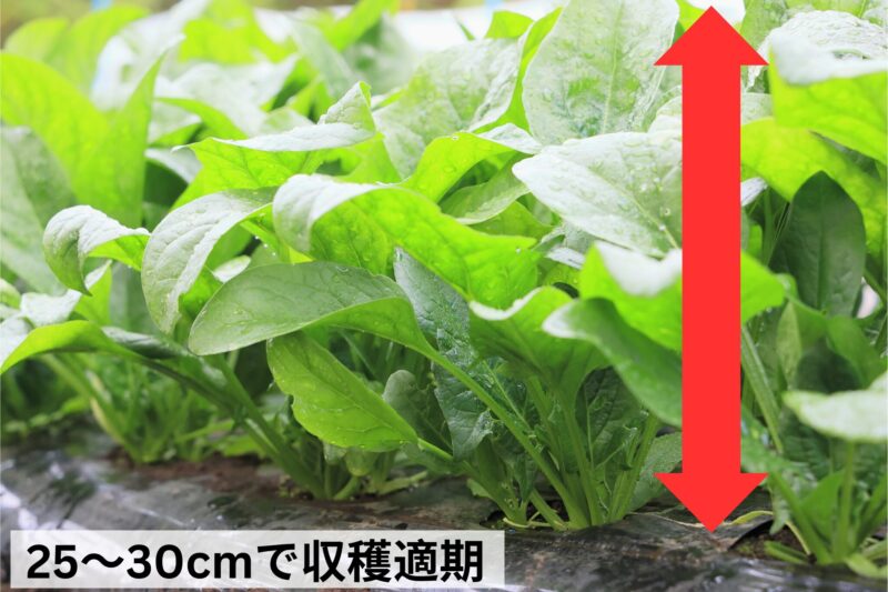 高さ25～30cmで収穫適期