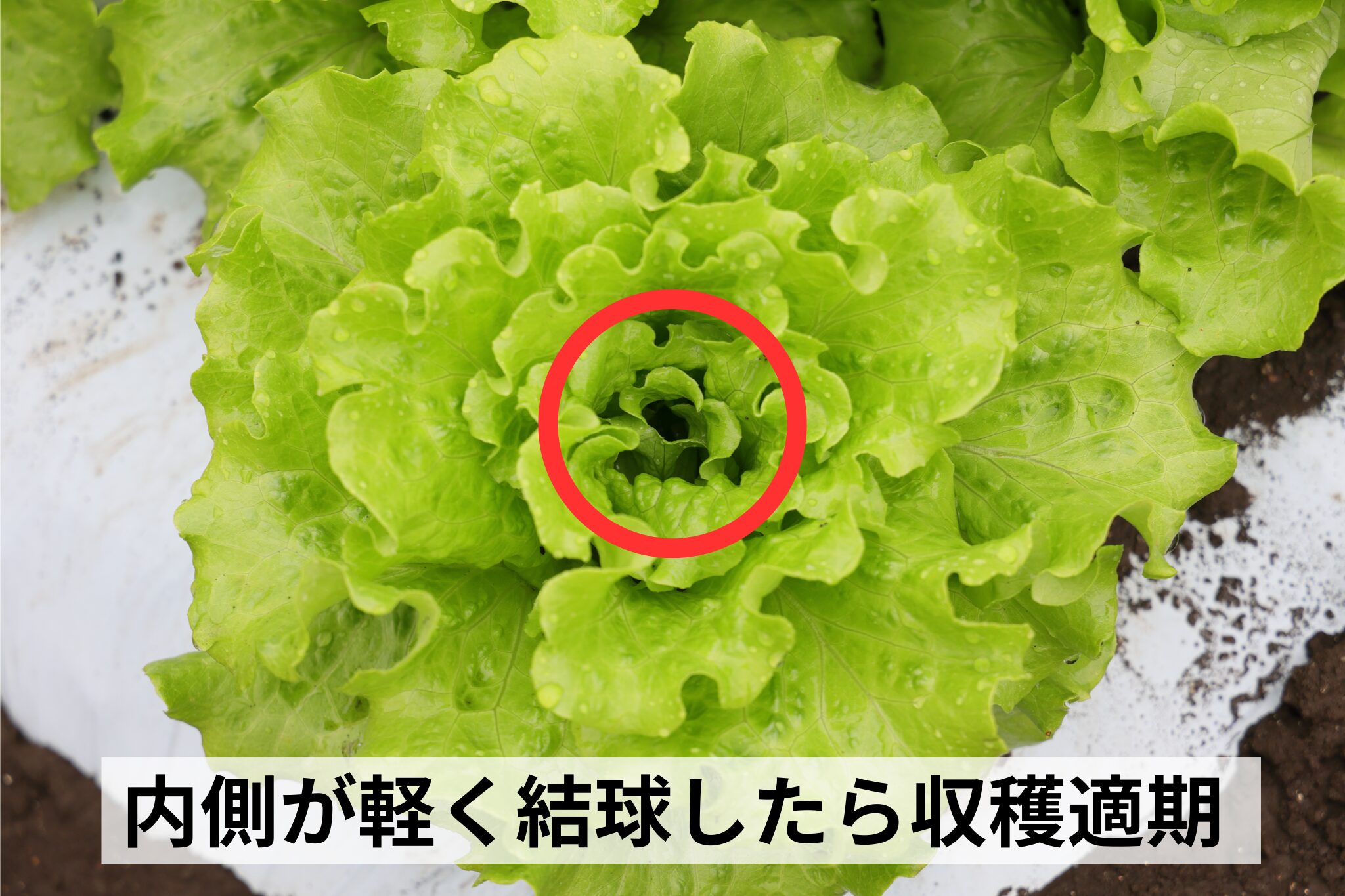 内側の葉が軽く結球したら収穫適期