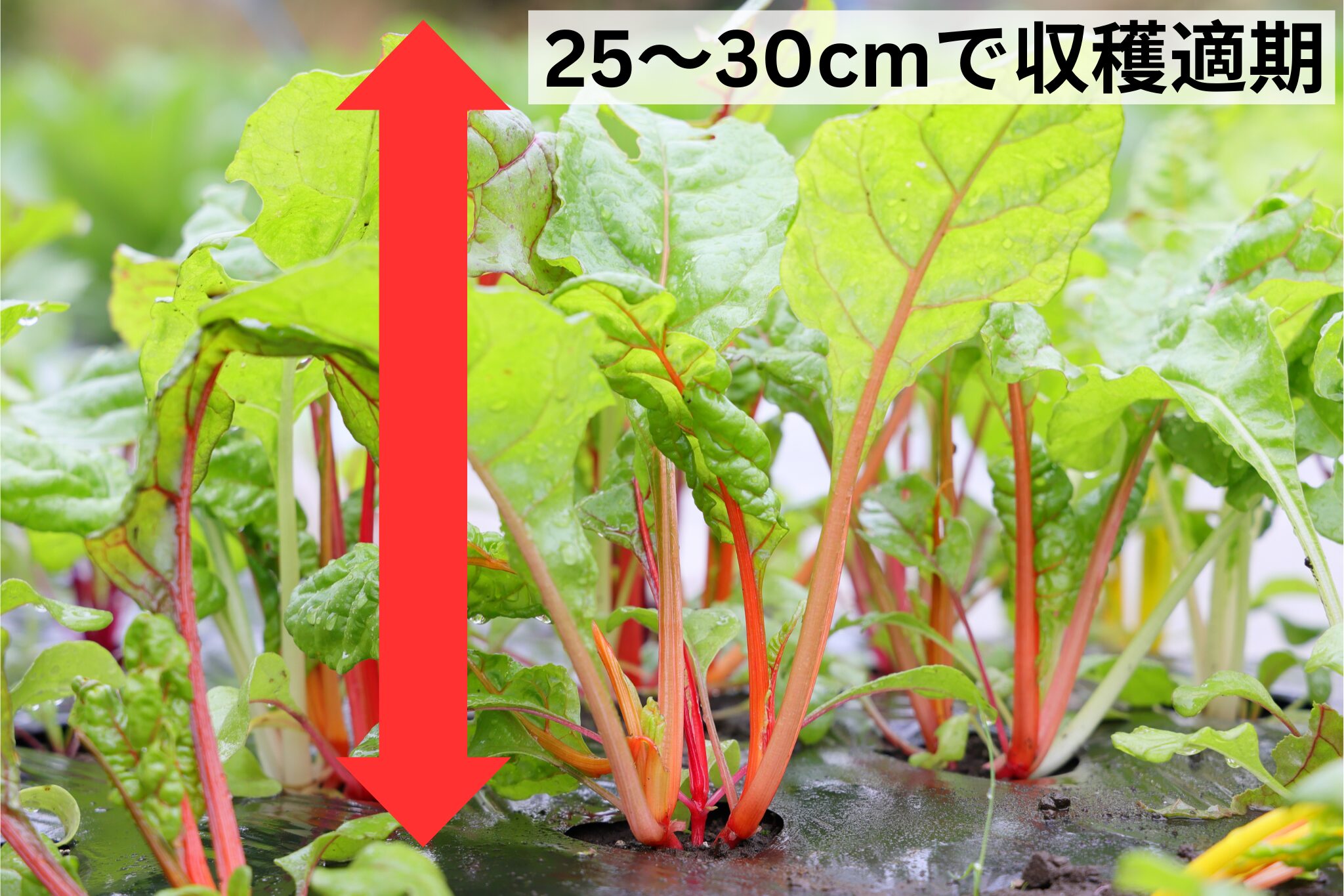 スイスチャードは高さ25~30cmで収穫適期