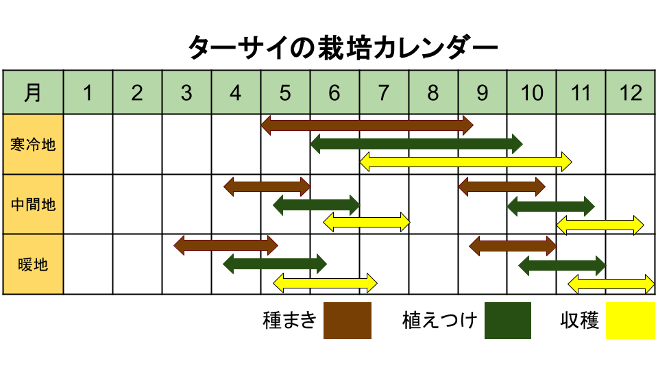 ターサイの栽培カレンダー
