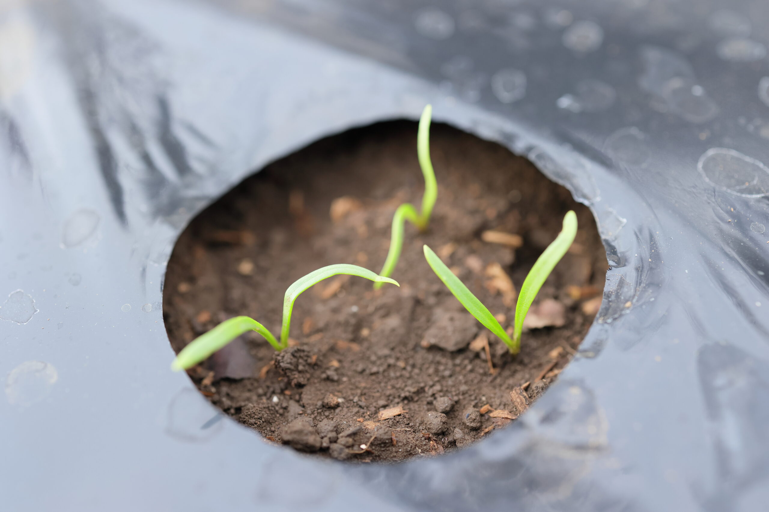 アルバリン粒剤は”直まき野菜”の発芽直後～生育初期を害虫から守ることができる