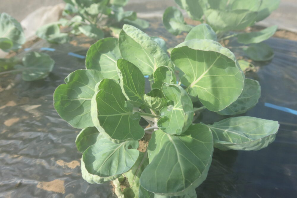 生育中の早生子持